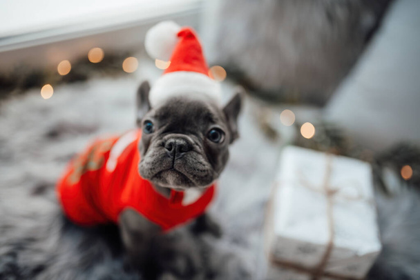 Carino giovane cucciolo di bulldog francese con gli occhi azzurri trascorrere del tempo a casa vacanze impostazione di Natale. Felice elegante cane da compagnia vestita abbigliamento natalizio che celebra le vacanze invernali di Capodanno - Foto, immagini