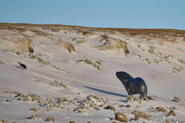 Duży samiec Lwa Południowego (Otaria flavescens) polujący i łapiący pingwina magellana (Spheniscus magellanicus) na wybrzeżu Falklandów. - Zdjęcie, obraz