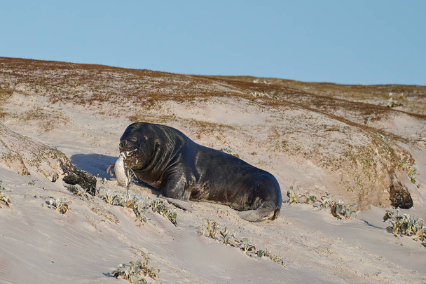 Большой самец Южного морского льва (Otaria flavescens) охотится и ловит магелланового пингвина (Spheniscus magellanicus) на побережье Фолклендских островов. - Фото, изображение
