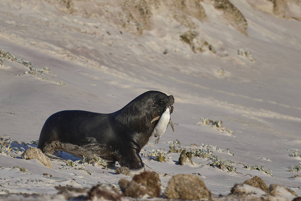Large male Southern Sea Lion (Otaria flavescens) carrying a freshly caught Magellanic penguin (Spheniscus magellanicus) in its mouth, returning to the sea on the coast of Falkland Islands. - Photo, Image