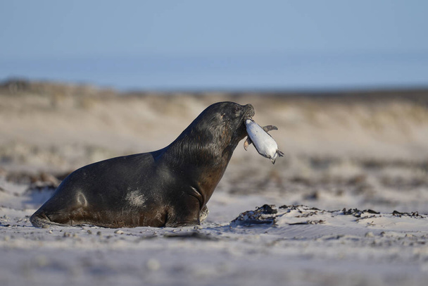 Large male Southern Sea Lion (Otaria flavescens) carrying a freshly caught Magellanic penguin (Spheniscus magellanicus) in its mouth, returning to the sea on the coast of Falkland Islands. - Photo, Image