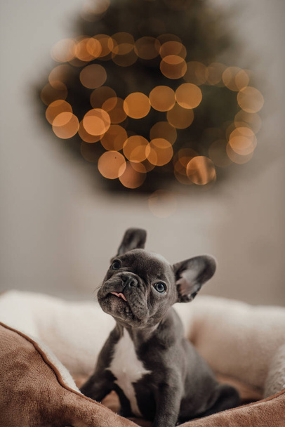 Lindo cachorro bulldog francés joven con ojos azules pasar tiempo en el entorno navideño de vacaciones. Feliz adorable perro mascota elegante celebrando las vacaciones de invierno de Año Nuevo en casa - Foto, Imagen