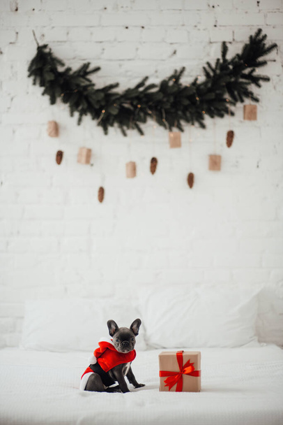 Lindo perrito bulldog francés joven con ojos azules con Navidad presente en el entorno navideño de vacaciones. Feliz adorable perro mascota elegante celebrando las vacaciones de invierno de Año Nuevo en casa - Foto, imagen