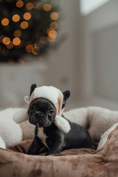 Cute young french bulldog puppy with blue eyes spending time at home holiday Christmas setting. Happy stylish pet doggy dressed Xmas clothing celebrating New Year winter vacations - Photo, Image