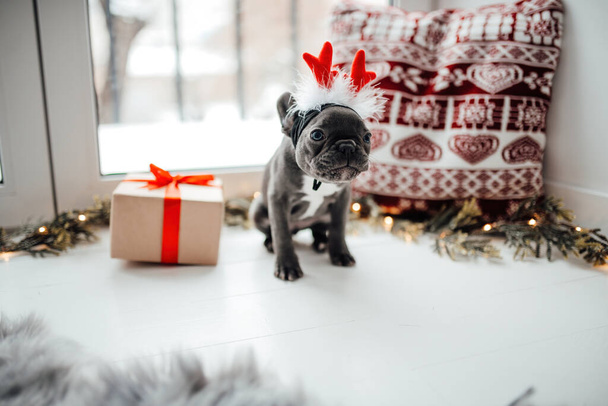 Lindo perrito bulldog francés joven con ojos azules con Navidad presente en el entorno navideño de vacaciones. Feliz adorable perro mascota elegante celebrando las vacaciones de invierno de Año Nuevo en casa - Foto, Imagen