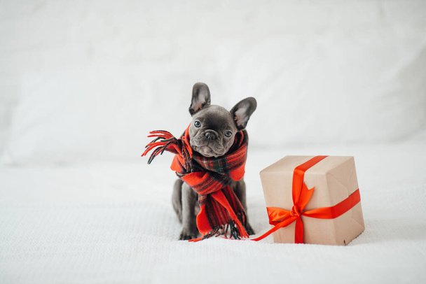 Cute young french bulldog puppy with blue eyes with Xmas present in holiday Christmas setting. Happy stylish adorable pet doggy celebrating New Year winter vacations at home - Photo, Image