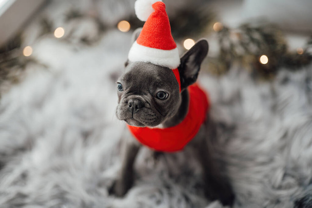 Cute młody francuski buldog szczeniak z niebieskimi oczami spędzania czasu w domu wakacje ustawienie Bożego Narodzenia. Szczęśliwy stylowy piesek ubrany Boże Narodzenie odzież świętuje Nowy Rok zimowe wakacje - Zdjęcie, obraz