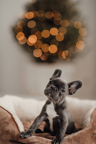 Lindo cachorro bulldog francés joven con ojos azules pasar tiempo en el entorno navideño de vacaciones. Feliz adorable perro mascota elegante celebrando las vacaciones de invierno de Año Nuevo en casa - Foto, Imagen