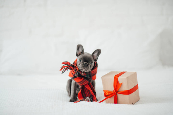 Mignon jeune chiot bouledogue français aux yeux bleus avec Noël présent dans le cadre de Noël des vacances. Joyeux chien adorable élégant célébrant Nouvel An vacances d'hiver à la maison - Photo, image