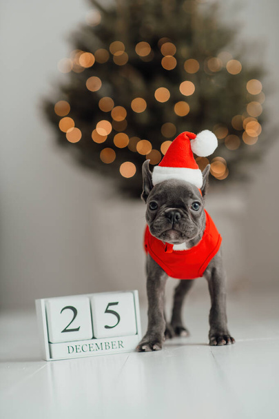 Lindo cachorro bulldog francés con ojos azules con calendario de cubo de madera de Navidad en el entorno navideño. Feliz adorable perro mascota elegante celebrando las vacaciones de invierno de Año Nuevo en casa - Foto, Imagen