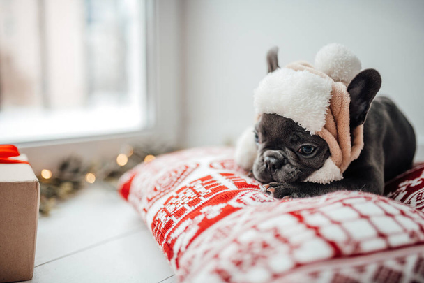 Söpö nuori ranskalainen bulldog pentu siniset silmät Xmas läsnä loma joulun ympäristössä. Onnellinen tyylikäs ihana lemmikki koira juhlii uudenvuoden talvilomia kotona - Valokuva, kuva
