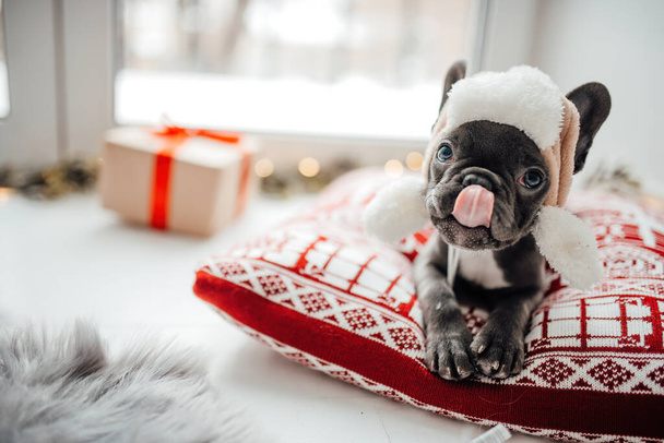 Милый молодой французский бульдог щенок с голубыми глазами проводит время дома праздник Рождество настройки. Счастливый стильный питомец, одетый в рождественскую одежду, празднует новогодние зимние каникулы - Фото, изображение