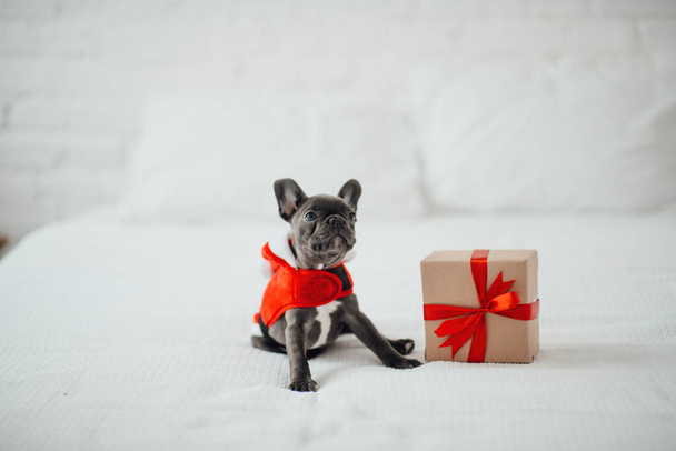 Cute young french bulldog puppy with blue eyes with Xmas present in holiday Christmas setting. Happy stylish adorable pet doggy celebrating New Year winter vacations at home - Photo, Image