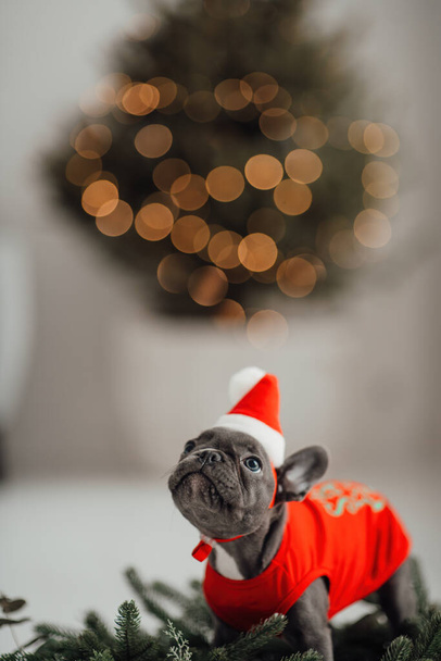 Söpö nuori ranskalainen bulldog pentu sinisilmäinen viettää aikaa kotona loma jouluympäristössä. Onnellinen tyylikäs lemmikki koira pukeutunut Xmas vaatteet juhlii uudenvuoden talvilomat - Valokuva, kuva