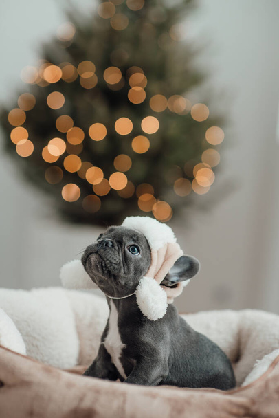 Cute młody francuski buldog szczeniak z niebieskimi oczami spędzania czasu w domu wakacje ustawienie Bożego Narodzenia. Szczęśliwy stylowy piesek ubrany Boże Narodzenie odzież świętuje Nowy Rok zimowe wakacje - Zdjęcie, obraz