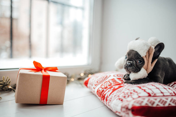Aranyos fiatal francia bulldog kiskutya kék szemek Xmas jelen ünnep karácsonyi környezetben. Boldog elegáns imádnivaló kisállat kutyus ünnepli újévi téli vakáció otthon - Fotó, kép
