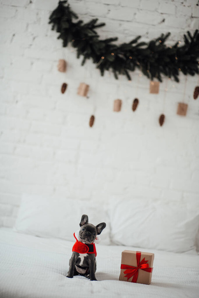 かわいい若いフランスのブルドッグの子犬とクリスマスの設定でXmasが存在する青い目. 自宅で新年の冬休みを祝うハッピースタイリッシュな愛らしいペット犬 - 写真・画像