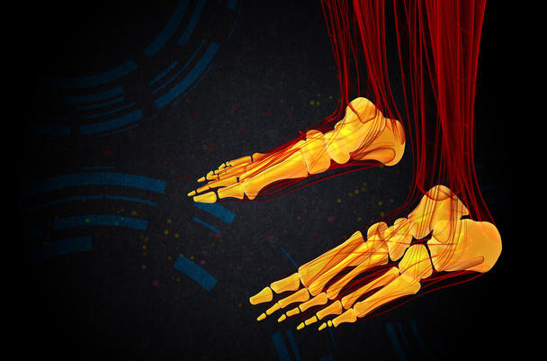 3d tornar ilustração médica do osso do pé
 - Foto, Imagem