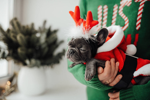 Lindo cachorro bulldog francés joven con ojos azules pasar tiempo en las manos con el propietario en el entorno de Navidad de vacaciones en casa. Feliz elegante mascota perrito vestido ropa de Navidad celebrando las vacaciones de invierno de Año Nuevo - Foto, Imagen