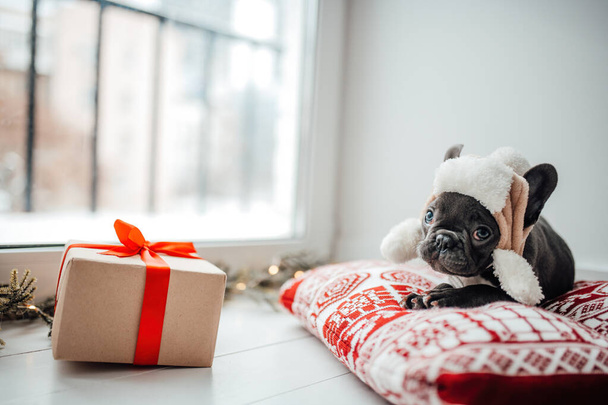 Niedliche junge französische Bulldogge Welpe mit blauen Augen mit Weihnachtsgeschenk in Weihnachtsstimmung. Glückliche stilvolle entzückende Haustier Doggy feiert Neujahr Winterurlaub zu Hause - Foto, Bild