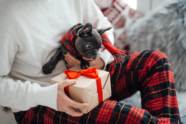 Lindo cachorro bulldog francés joven con ojos azules pasar tiempo en las manos con el propietario en el entorno de Navidad de vacaciones en casa. Feliz elegante mascota perrito vestido ropa de Navidad celebrando las vacaciones de invierno de Año Nuevo - Foto, imagen