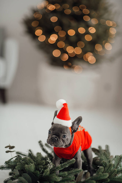 Lindo joven bulldog francés cachorro con ojos azules pasar tiempo en casa vacaciones ajuste de Navidad. Feliz elegante mascota perrito vestido ropa de Navidad celebrando las vacaciones de invierno de Año Nuevo - Foto, Imagen