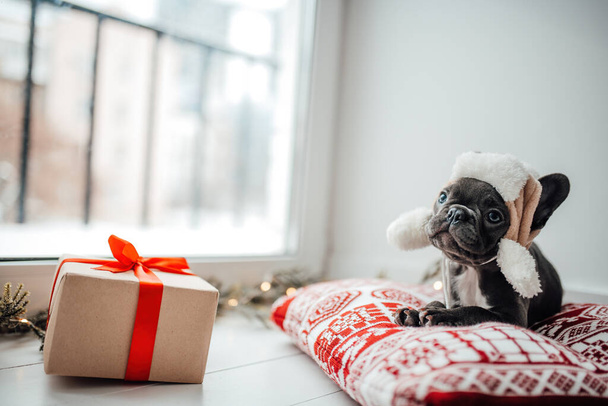 Lindo perrito bulldog francés joven con ojos azules con Navidad presente en el entorno navideño de vacaciones. Feliz adorable perro mascota elegante celebrando las vacaciones de invierno de Año Nuevo en casa - Foto, Imagen