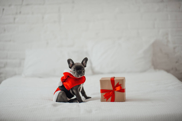 Noel arifesinde Xmas 'ın yanında mavi gözlü sevimli, genç bir buldog yavrusu. Mutlu stil sahibi sevimli köpek evde yeni yıl tatilini kutluyor. - Fotoğraf, Görsel