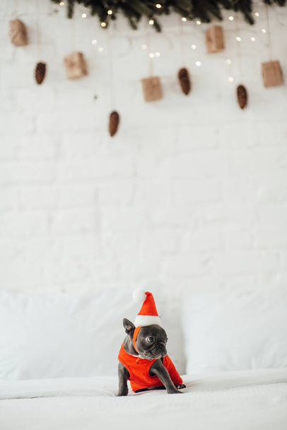 Χαριτωμένη νεαρή γαλλική μπουλντόγκ κουτάβι με μπλε μάτια ξοδεύουν χρόνο στο σπίτι διακοπές Χριστούγεννα ρύθμιση. Ευτυχισμένο το κομψό κατοικίδιο ζώο σκυλάκι ντυμένο Χριστούγεννα ρούχα γιορτάζει το νέο έτος χειμερινές διακοπές - Φωτογραφία, εικόνα