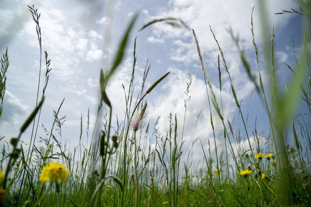緑の牧草地の野生の自然の中でプランタゴの花. スロバキア - 写真・画像