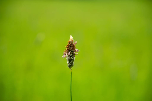 Plantago flower in the wild nature on the green meadow. Slovakia - Photo, Image