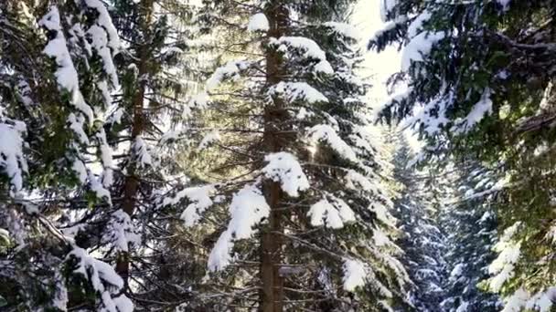 Ο ήλιος διαπερνά τα χιονισμένα κλαδιά πεύκου στο δάσος. Υψηλής ποιότητας 4k πλάνα - Πλάνα, βίντεο