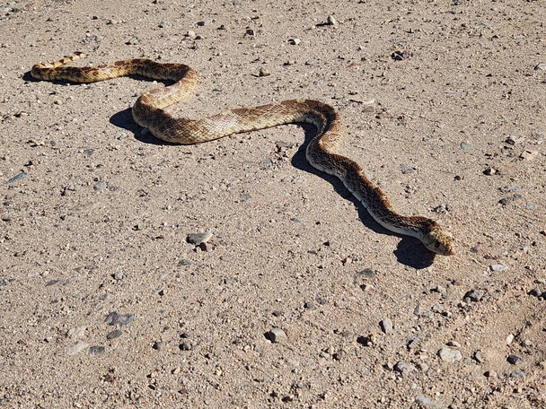 Gopher snake hunting for prey on Tucson road - Photo, Image