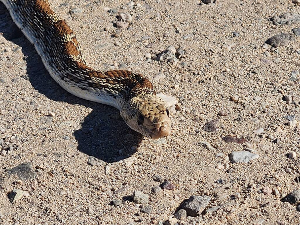 Hadí hada Gopher loví kořist na Tucsonské cestě - Fotografie, Obrázek