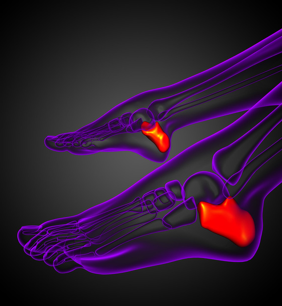 3d render illustration of the calcaneus bone  - Photo, Image