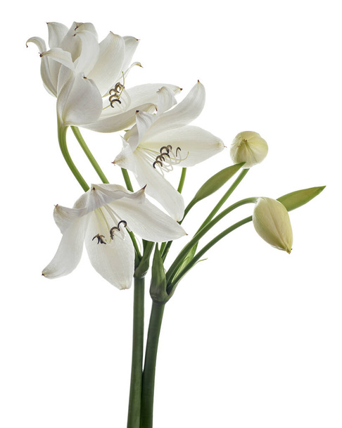 Crinum moorei flowers, Natal Lily, White Lily isolated on white background                                   - Photo, Image