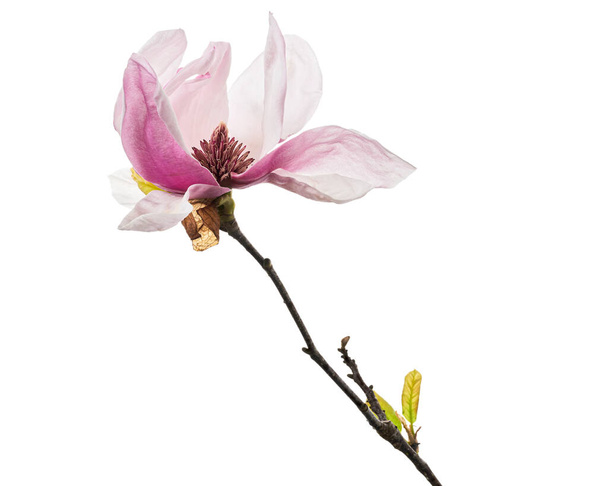 葉のある枝にマグノリアのユリの花、白い背景に孤立したユリのマグノリアの花、クリッピングパス                         - 写真・画像