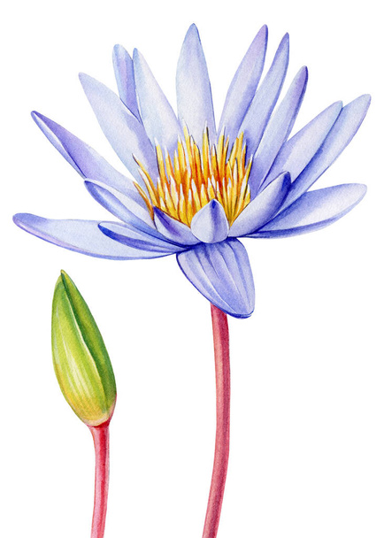 Фіолетова квітка лотоса на ізольованому білому тлі, акварельна ілюстрація, малюнок рук флори, ботанічний живопис. Високоякісна ілюстрація - Фото, зображення