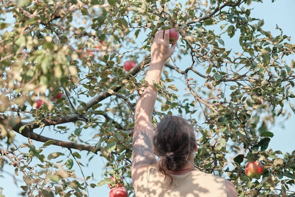 Az ember almát választ egy fáról a kertben. Őszi szüret, kertészkedés. - Fotó, kép