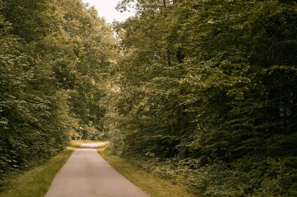 Γραφική Διαδρομή μέσα από το Lush Forest το καλοκαίρι. Τοπίο με άδειο ασφαλτοστρωμένο δρόμο μέσα στο δάσος το καλοκαίρι. Ο όμορφος δασικός δρόμος. - Φωτογραφία, εικόνα