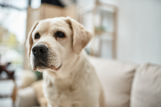 furry domestic animal, cute labrador looking away in living room inside of modern apartment - Photo, Image