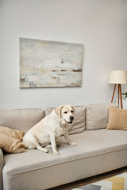animal companion, labrador sitting on comfortable sofa in living room inside of modern apartment - Photo, Image