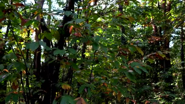  Escenas de otoño - Bosque de castañas - Imágenes, Vídeo