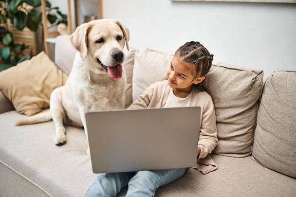 adorable elementary age girl sitting on sofa and using laptop near labrador in modern living room - Photo, Image