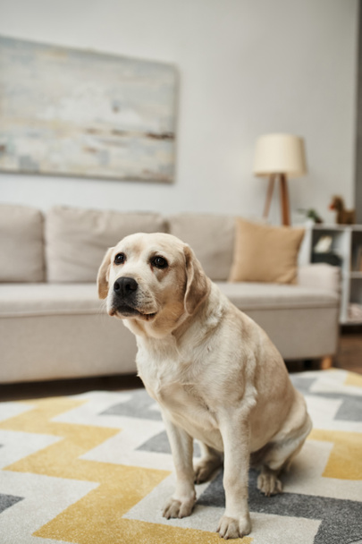 животное компаньон, милый лабрадор собака сидит на ковре в гостиной внутри современной квартиры - Фото, изображение