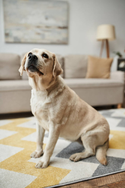 モダンなアパートの内側のリビングルームにカーペットの上に座っている動物の仲間,愛らしいラブラドール犬 - 写真・画像