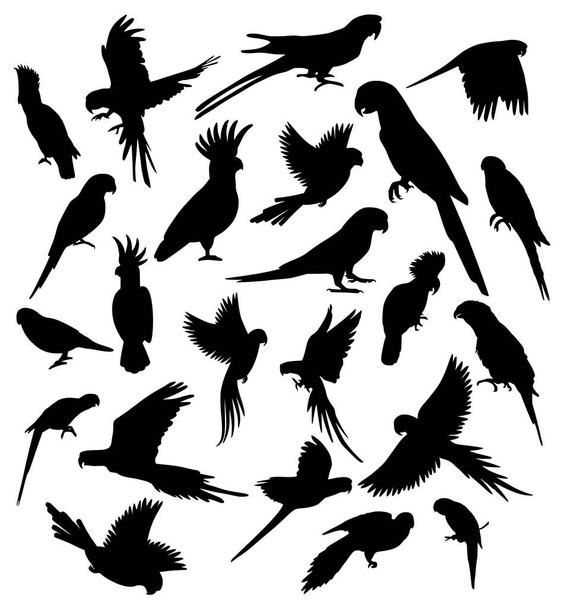 Set di diverse silhouette uccello pappagallo. pappagalli illustrazione vettoriale isolato su sfondo bianco - Vettoriali, immagini