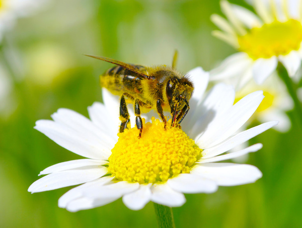 Çiçekteki arı - Fotoğraf, Görsel