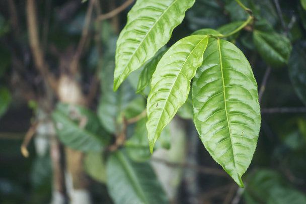 Zielona kawa ziarna jagody roślin z nasłonecznieniem. Świeży surowy wzrost drzewa kawowego w ekologicznym gospodarstwie ekologicznym rano. Zamknij Zielone nasiona jagody arabski ogród kawowy. Świeża kawa ziarna zielonej rośliny liści - Zdjęcie, obraz
