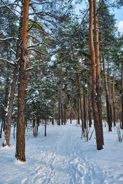 Klidná zimní scéna v parku se zasněženými borovicemi pod slunnou oblohou během sněžení - Fotografie, Obrázek